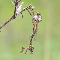 Insect in nature photo