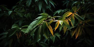 Leaves In Dark Forest Background. Light And Shadow On Fresh Foliage In Wild At Night. photo