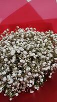 a bunch white of flowers or baby breath that are on a red background photo
