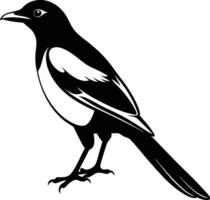 Magpie silhouette on white background vector
