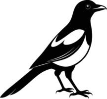 Magpie silhouette on white background vector