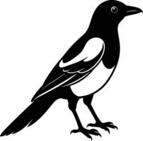 Magpie silhouette on white background vector