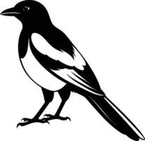 Magpie silhouette on white background vector