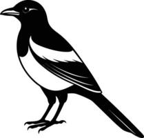 Magpie silhouette on white background vector