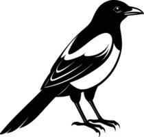 Magpie silhouette on white background vector