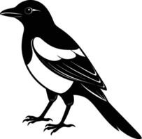 Magpie silhouette on white background vector