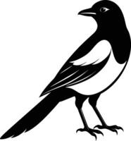 Magpie silhouette on white background vector