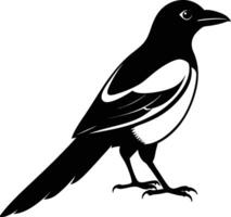 Magpie silhouette on white background vector