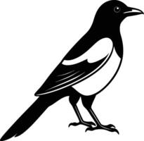 Magpie silhouette on white background vector