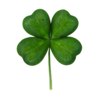 lucky green clover and shamrock isolated on transparent background png