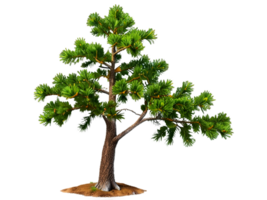 tree medium pinus pinea isolated on transparent background png