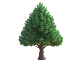 tree medium pinus pinea isolated on transparent background png