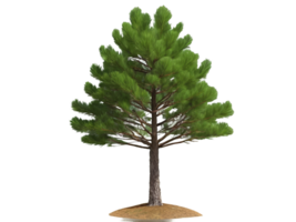 tree medium pinus pinea isolated on transparent background png