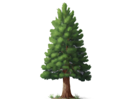 tree medium pinus pinea isolated on transparent background png