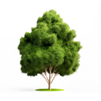 3d illustration of Poa labillardier bush isolated on transparent background png