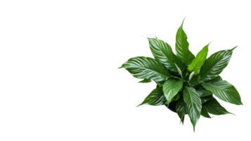 Serene Potted Peace Lily on the transparent background, Format png