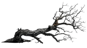 Haunting Side View of Dead Tree on the transparent background, Format png