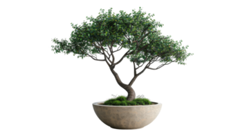 Majestic Potted Tree in Profile on the transparent background, Format png