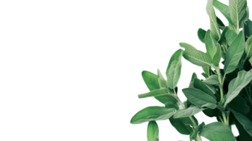 Side View of Sage Plant on the transparent background, Format png