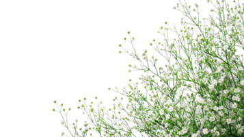Tranquil Plant with Blooming Flowers on the transparent background, Format png