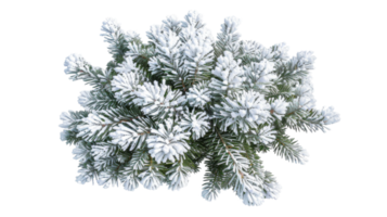 Frosty Pine Tree in Top View on the transparent background, Format png