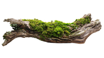 Side View of Mossy Trunk on the transparent background, Format png
