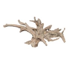 Weathered tree root isolated on transparent background for design use png