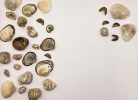 Lots of shells. Shells on a white background. Seashells background. Shells macro photo