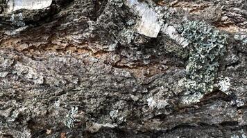 Macro photo of the crown of the tree. background is a tree