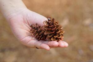 Dried fruit of Pinus merkusii on hand and background of dry leaves. The fruit is called a cone. It is a long cone with scales surrounding it. When mature it is green and brown. photo