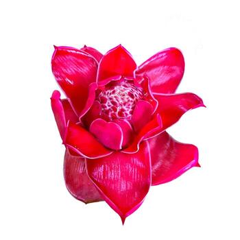 top view torch ginger flower isolated on white background, with clipping path. Soft and selective focus. photo