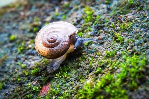 Cryptozona siamensis is a land snail that breathes using lungs. There are two genders in the same body. Most will cross breed. Found scattered throughout every region of Thailand. photo