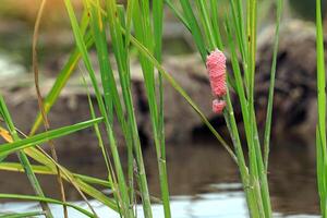 Golden apple snail eggs cling to rice plants in the field. They are pink, stuck together in groups. Each group consists of small eggs arranged in a beautiful order. photo