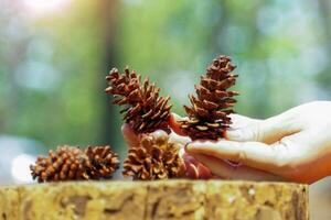 Dried fruit of Pinus merkusii on hand and background of dry stump and green of trees. The fruit is called a cone. It is a long cone with scales surrounding it. When mature it is green and brown. photo