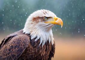 Bald Eagle Standing in Rain. photo
