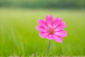 Pink Flower with Green Background photo