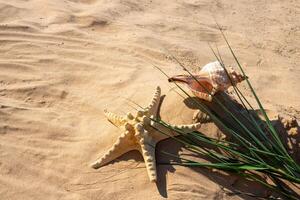 A starfish and a large shell are lying on the sand photo