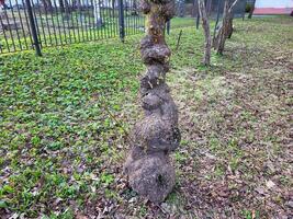 An ugly tree with growths on its trunk on a cloudy spring day photo