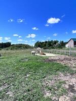a farm with sheep and a barn photo