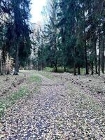 a path in the woods with leaves on the ground photo