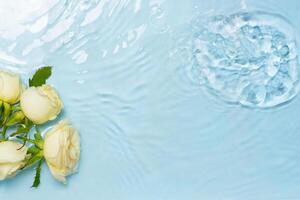 Flower rose with water waves top view on blue background. Beautiful floral water background photo