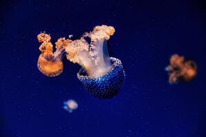 jellyfish float gracefully against a deep blue background photo