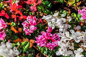 flowers Viola alpina with red stems and green leaves grow densely in a garden setting photo