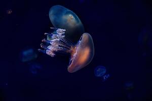 jellyfish float gracefully against a deep blue background photo