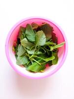 Spinach that has been picked in a bowl is ready to be cooked photo