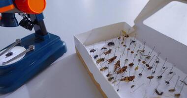 Closeup View Of Entomological Collection In Scientific Lab, Box With Dried Beetles And Microscope video