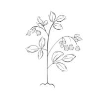 Sketch raspberry plant with berries. Simple illustration in doodle style vector