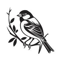Sparrow nature bird Stock Images isolated on white background vector
