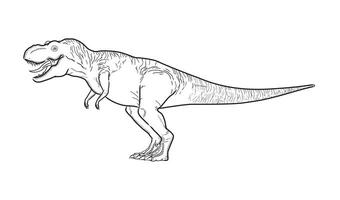 black line drawing of a dinosaur T-Rex in a standing position. vector