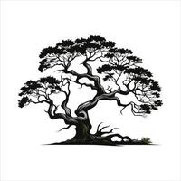 silhouette of big tree in summer on isolated white background Pro vector